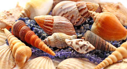 Image showing Sea shells