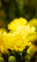 Image showing Carnation zoom, flower and nature, spring and blossom, ecology and life with growth outdoor. Floral, plant yellow flowers in garden and environment with horticulture, botanical with flora and natural