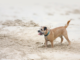 Image showing dog digging in the sand