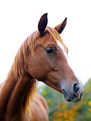 Image showing brown horse