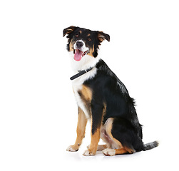 Image showing Border collie, pet and portrait of dog in studio, white background or mockup space. Happy dogs, loyalty and pets sitting on studio background for attention, playing or puppy training of smart animals