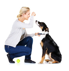 Image showing Dog, woman and reward with tennis ball in studio for training, learning and focus by white background. Trainer, dog training and pet animal for teaching, love and care while isolated with dog food