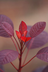Image showing red leaf
