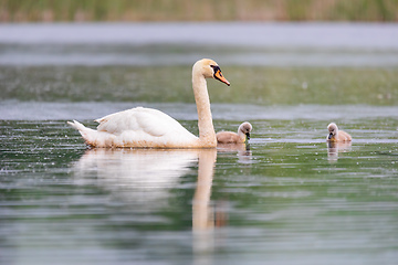 Image showing Wild bird mute swan in spring on pond