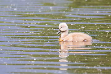 Image showing Wild bird mute swan in spring on pond