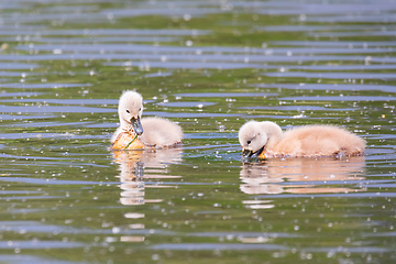 Image showing Wild bird mute swan in spring on pond