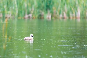 Image showing Wild bird mute swan in spring on pond