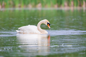 Image showing Wild bird mute swan in spring on pond