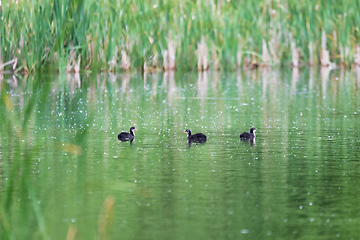 Image showing Bird Eurasian coot Fulica atra hiding in reeds