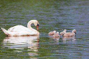 Image showing Wild bird mute swan in spring on pond