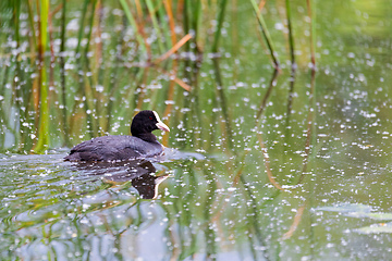 Image showing Bird Eurasian coot Fulica atra hiding in reeds