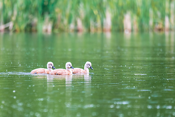 Image showing Wild bird mute swan in spring on pond