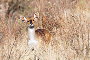 Image showing rare Menelik bushbuck, Ethiopia, Africa wilderness