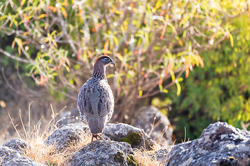 Image showing Bird Erckels Francolin Ethiopia wildlife