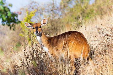 Image showing rare Menelik bushbuck, Ethiopia, Africa wilderness