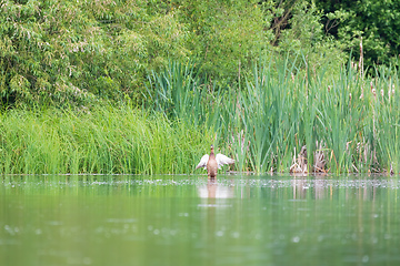 Image showing Female Mallard Duck on spring pond