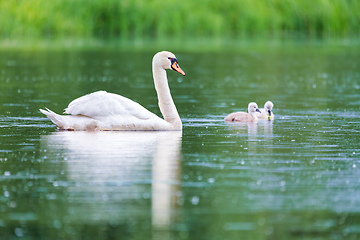 Image showing Wild bird mute swan in spring on pond