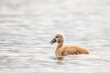 Image showing Wild bird mute swan in spring on pond