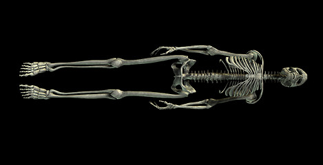 Image showing skeleton