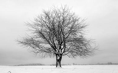 Image showing tree black white