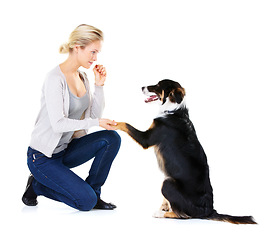 Image showing Woman, dog training and paw in studio for learning, focus and greeting with dog food by white background. Trainer, pet animal and listen for teaching, reward and care while isolated for bonding