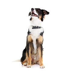 Image showing Border collie, pet and dog looking up in studio, white background and mockup space. Dogs, loyalty and pets on studio background waiting for attention, playing and training animals on mock up backdrop