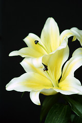 Image showing Lily