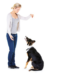 Image showing Woman, dog training and studio with reward for learning, greeting and smile by white background. Trainer, teaching and pet animal and friends with focus, love and care while isolated with food