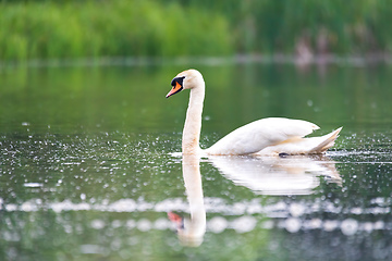 Image showing Wild bird mute swan in spring on pond