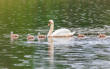 Image showing Wild bird mute swan in spring on pond