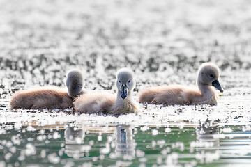 Image showing Wild bird mute swan chicken in spring on pond