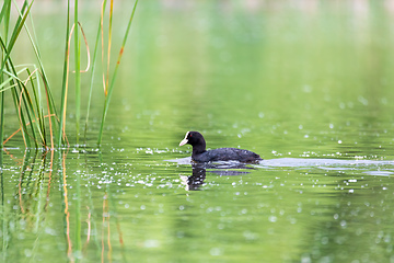 Image showing Bird Eurasian coot Fulica atra hiding in reeds