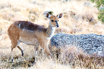 Image showing rare Menelik bushbuck, Ethiopia, Africa wilderness