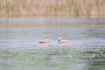 Image showing Wild bird mute swan in spring on pond