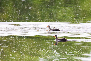 Image showing Bird Eurasian coot Fulica atra hiding in reeds