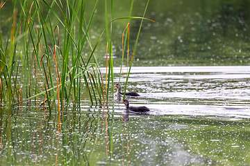 Image showing Bird Eurasian coot Fulica atra hiding in reeds