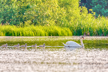 Image showing Wild bird mute swan in spring on pond