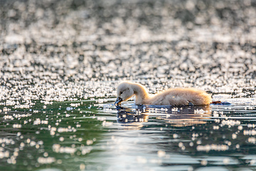 Image showing Wild bird mute swan chicken in spring on pond