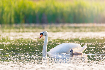 Image showing Wild bird mute swan in spring on pond