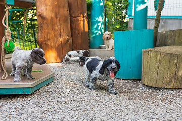 Image showing portrait of dog English Cocker Spaniel puppy