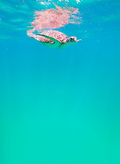 Image showing cute green sea turtle (Chelonia mydas)