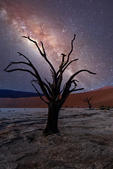 Image showing Dead acacia in Dead Vlei, Sossusvlei Namibia Africa