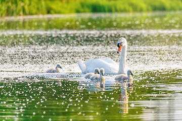 Image showing Wild bird mute swan in spring on pond