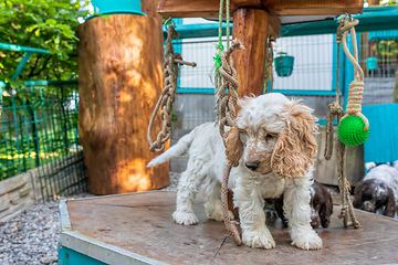 Image showing portrait of dog English Cocker Spaniel puppy