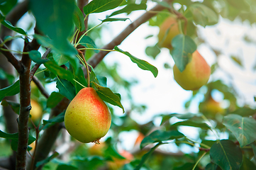 Image showing Pear tree with fruit