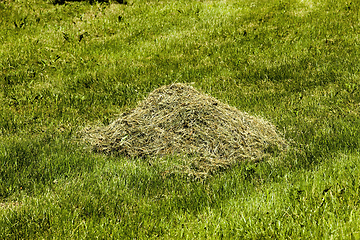 Image showing green meadow beveled grass