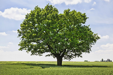 Image showing one oak tree