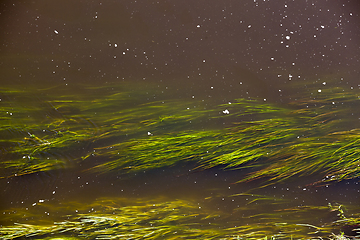 Image showing algae in water