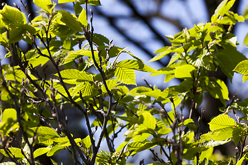 Image showing plant growth