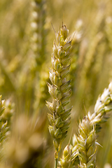 Image showing European agricultural fields